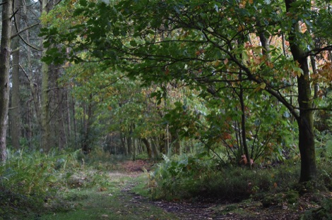 Woodland path